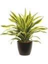 Pianta di dracena